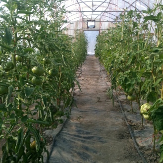 Tomato green house